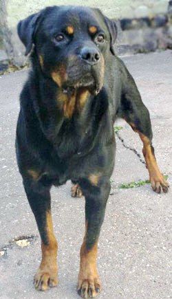 rottweiler rescue charity.jpg